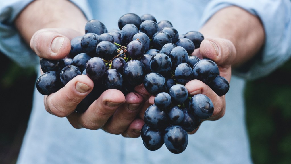 The resveratrol in the skins of grapes may be why red wine is healthy